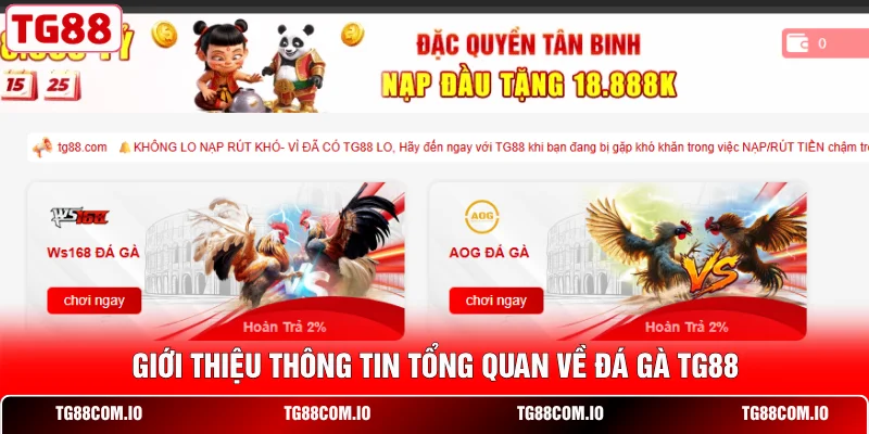 Đá Gà TG88 1 Giới thiệu thông tin tổng quan về đá gà TG88