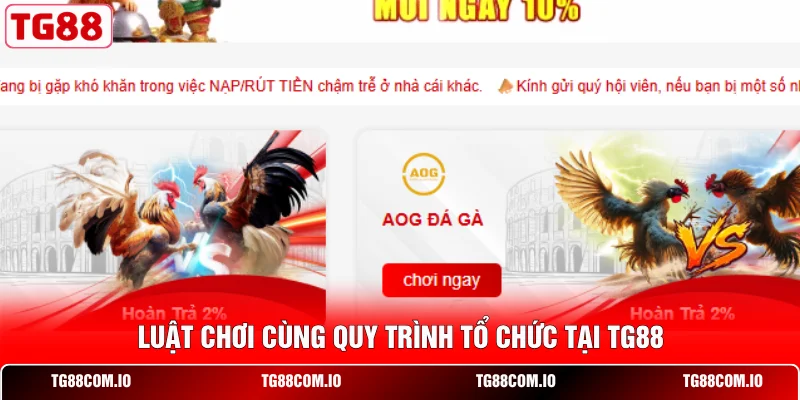 Đá Gà TG88 2 Luật chơi cùng quy trình tổ chức tại TG88