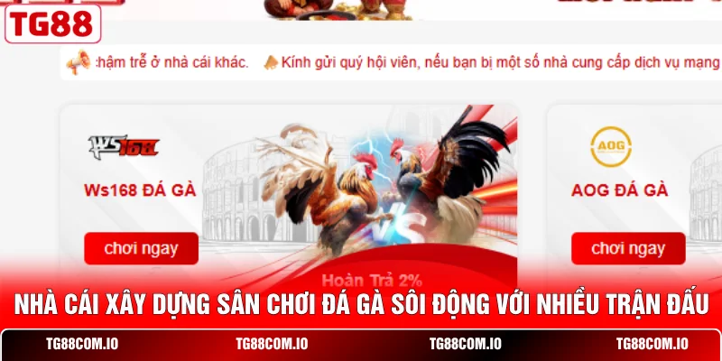 Home 23 Nhà cái xây dựng sân chơi đá gà sôi động với nhiều trận đấu
